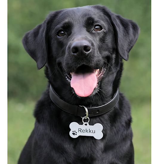Koiran Tunnistuslevy – Laadukas ja Kestävä Koirallesi